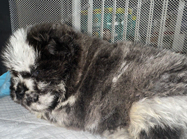Exotic rare colour chow chow puppies