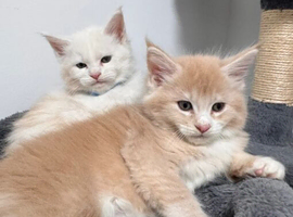 MAINE COON