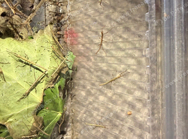 Over 50 baby stick insects