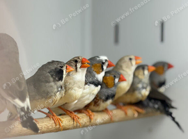 Zebra finches