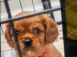Cavalier King Charles spaniel puppies
