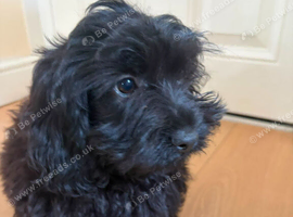 F1 Cavapoo pups for sale