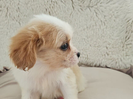 5 King charles cavalier puppies *2 available*