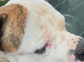 American bulldog