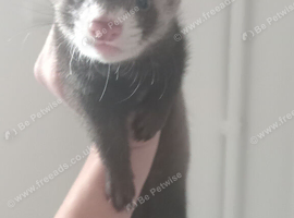 Beautiful Young Female Ferret 8 weeks