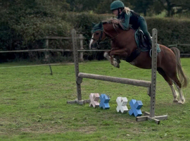 12hh, 9yo Pony Club Mare &ndash; For&nbsp;Sale