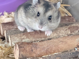 Mixed sex Russian dwarf
