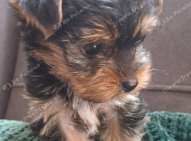 Puppy needing new loving family