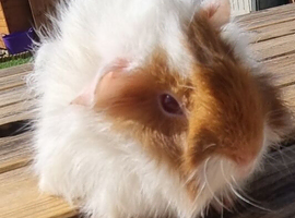 Beautiful Baby guinea pigs for sale