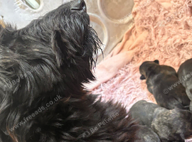 Scottish Terrier X West Highland Terrier