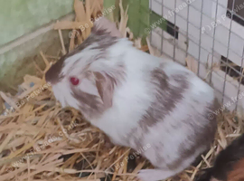 Guinea pig pups