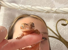 Crested gecko Belfast