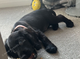 Black cocker spaniel