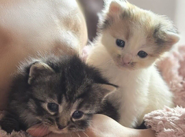 Siberian kittens