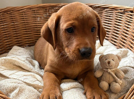 Labrador pups health tested