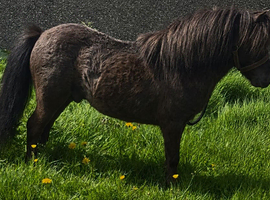 Beautiful mini Shetland stallion