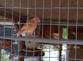 Canaries for sale