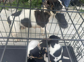 2 male pure jack Russell