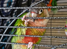 Green conure