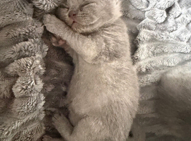 Stunning British shorthaired kittens from champion bloodlines