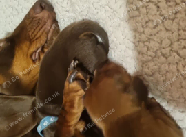 Mini dachshunds