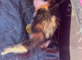 Beautiful calico girl l
