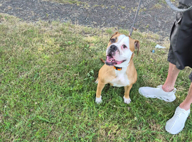 olde english bulldog girl.