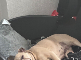Re home my French bulldog