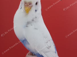 A couple a adult untamed budgies for pet only home