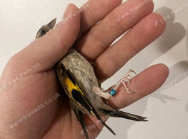 Baby Goldfinch for sale