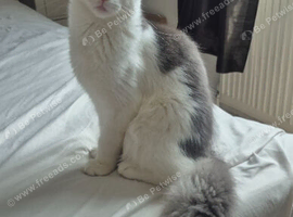 Stunning Pure Maine Coon Kitten