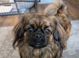 Pomeranian X