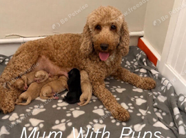F2b Cockapoo Puppies READY NOW !! Merle Carriers