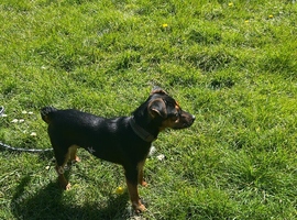 1 year old patterjack