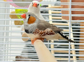 wanted  zebra finches