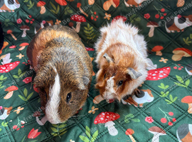 Two gorgeous boars