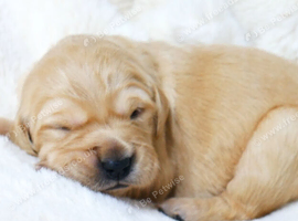 8 KC Beautiful Golden Retriever Puppies Looking for Their Forever Families