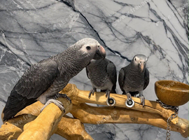 Friendly Baby HandReared Super Tame Cuddly African Grey Parrot,2