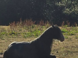 Gypsy cob