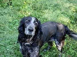 Adult Female Sprocker (Spayed)