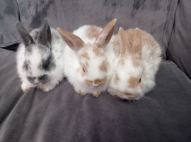 2 baby bunny's ready now