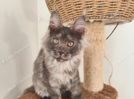 Maine coon kitten