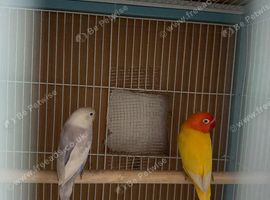 love birds
