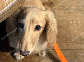 Cream long haired dachshund