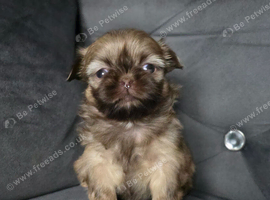 Beautiful Shih Tzu Puppies - 1 girl left