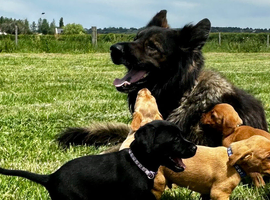 Beautiful Black & Red/Yellow Pure Breed Labrador Puppies For Loving Family/Working Homes