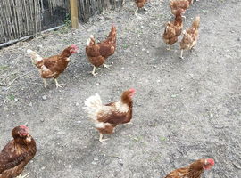 Brown hens