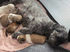 Shih tzu puppys