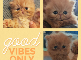 2 red tabby male persian kittens
