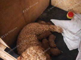 Minature labradoodle